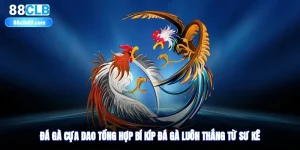 Đá Gà Cựa Dao - Tổng Hợp Bí Kíp Đá Gà Luôn Thắng Từ Sư Kê