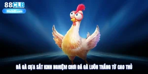 Đá Gà Cựa Sắt - Kinh Nghiệm Chơi Đá Gà Luôn Thắng Từ Cao Thủ
