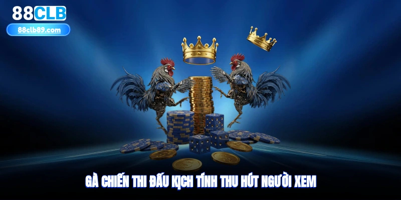 Gà chiến thi đấu kịch tính thu hút người xem