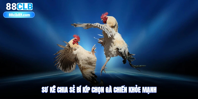 Sư kê chia sẻ bí kíp chọn gà chiến khỏe mạnh